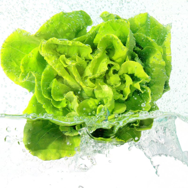 Butter Lettuce (Living) - 1 Head - Valley Direct Foods - All - Canadian - Fresh Vegetable