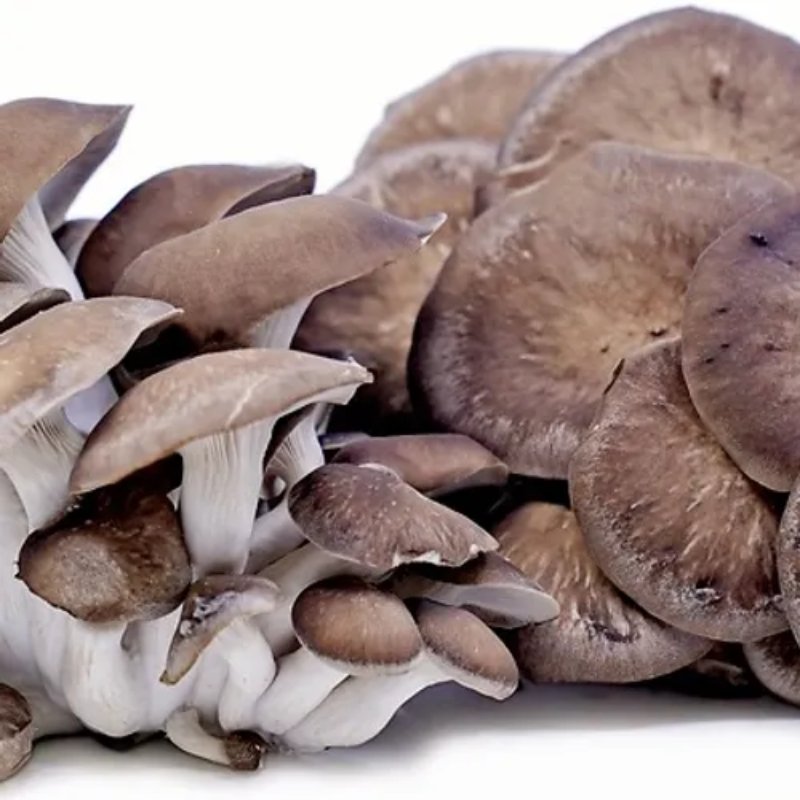Field Oyster Mushroom Grow Kit - Valley Direct Foods - All - Canadian - Fresh Vegetable