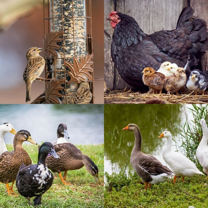 Birds - Valley Direct Foods
