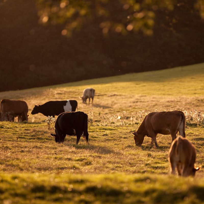 Cows - Valley Direct Foods