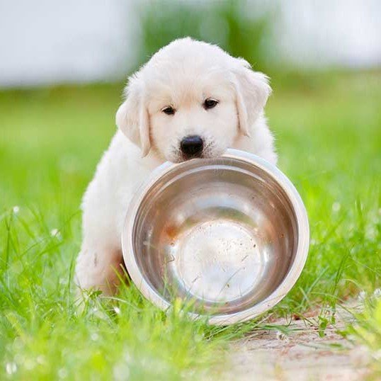 Dog Food | Valley Direct Foods