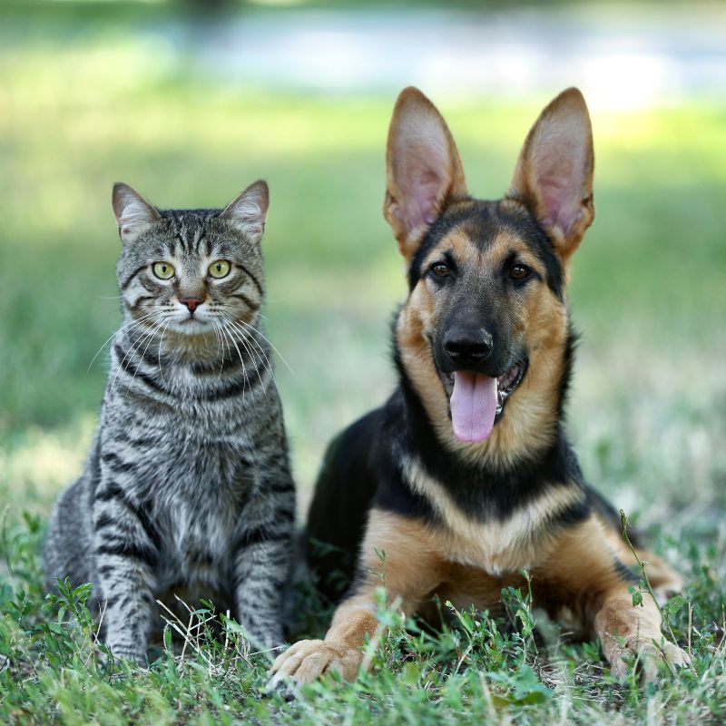 Dogs & Cats - Valley Direct Foods
