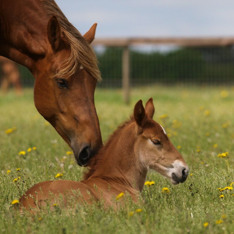 Horses - Valley Direct Foods