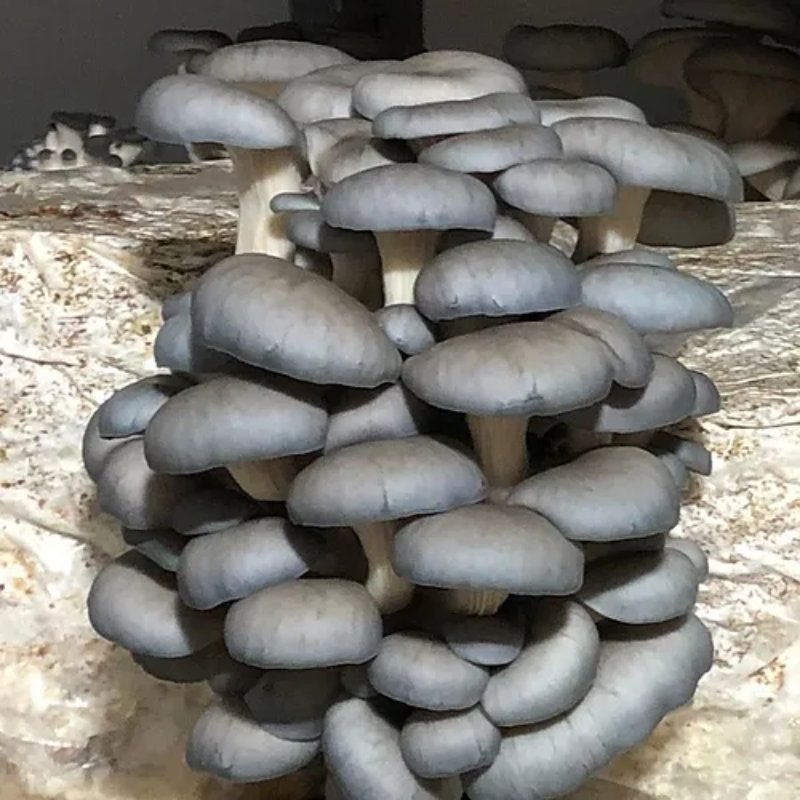 Blue Oyster Mushroom Grow Kit - Valley Direct Foods - All - Canadian - Fresh Vegetable
