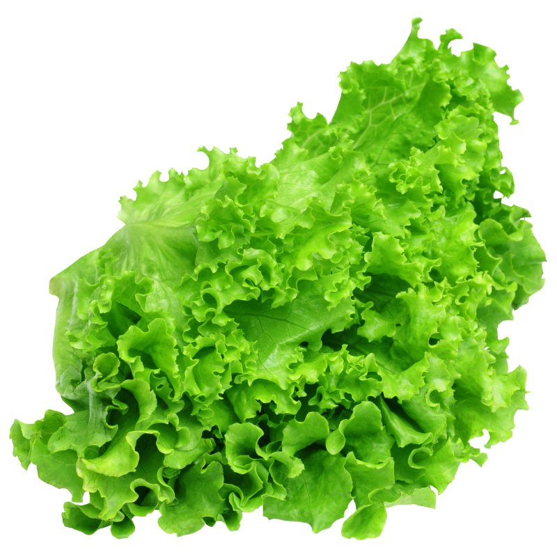 Green Leaf Lettuce (Living) - 1 Head - Valley Direct Foods - All - Canadian - Fresh Vegetable