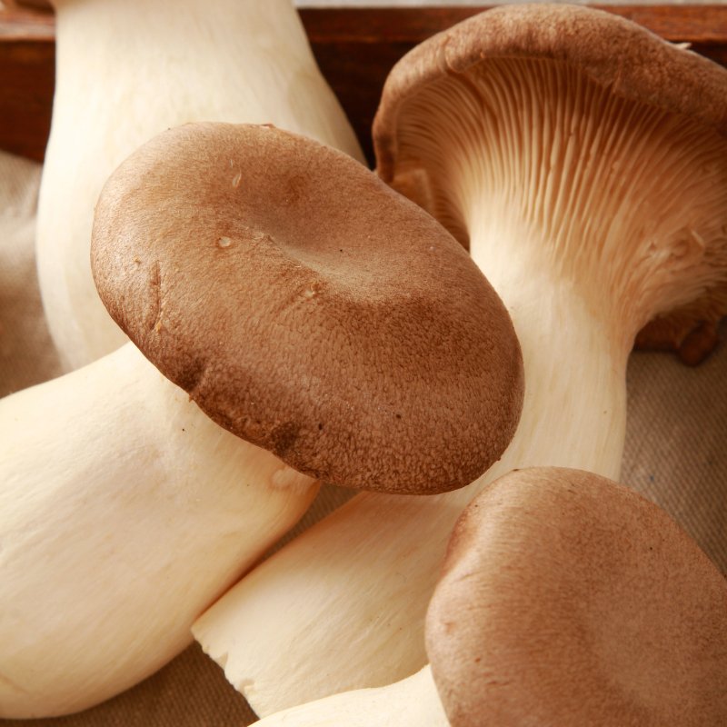 King Oyster Mushroom Grow Kit - Valley Direct Foods - All - Canadian - Fresh Vegetable