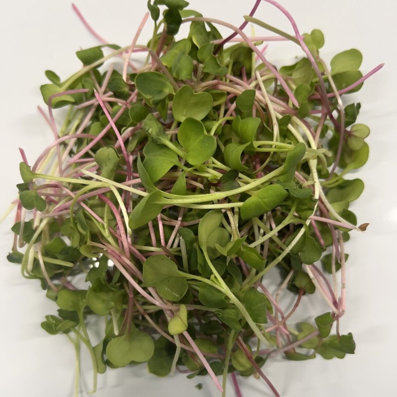 Radish Duo Micro Greens - 50 gm - Valley Direct Foods - All - Canadian - Fresh Vegetable